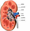 kidney5.jpg (45350 bytes)