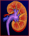 kidney_x.gif (26962 bytes)